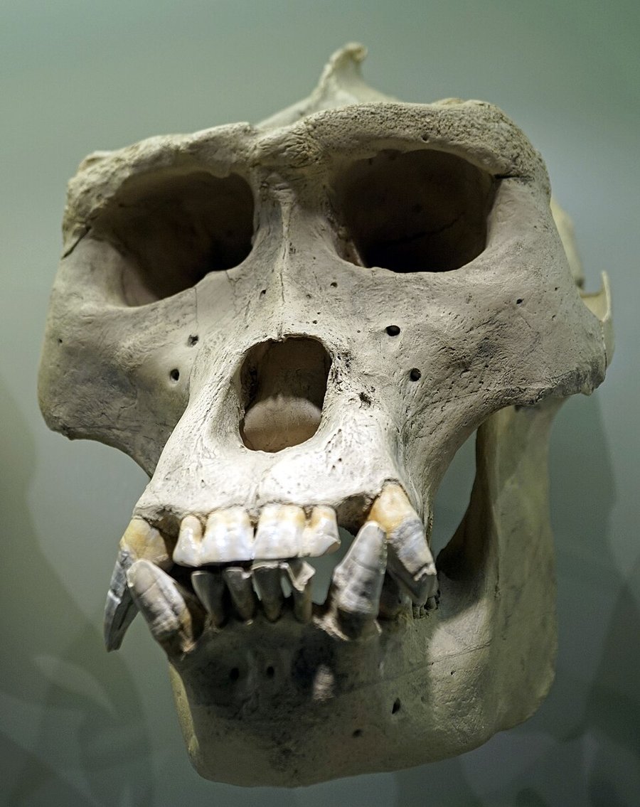 Gorilla skull