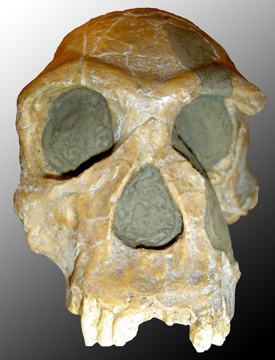 Reconstructed Homo habilis skull