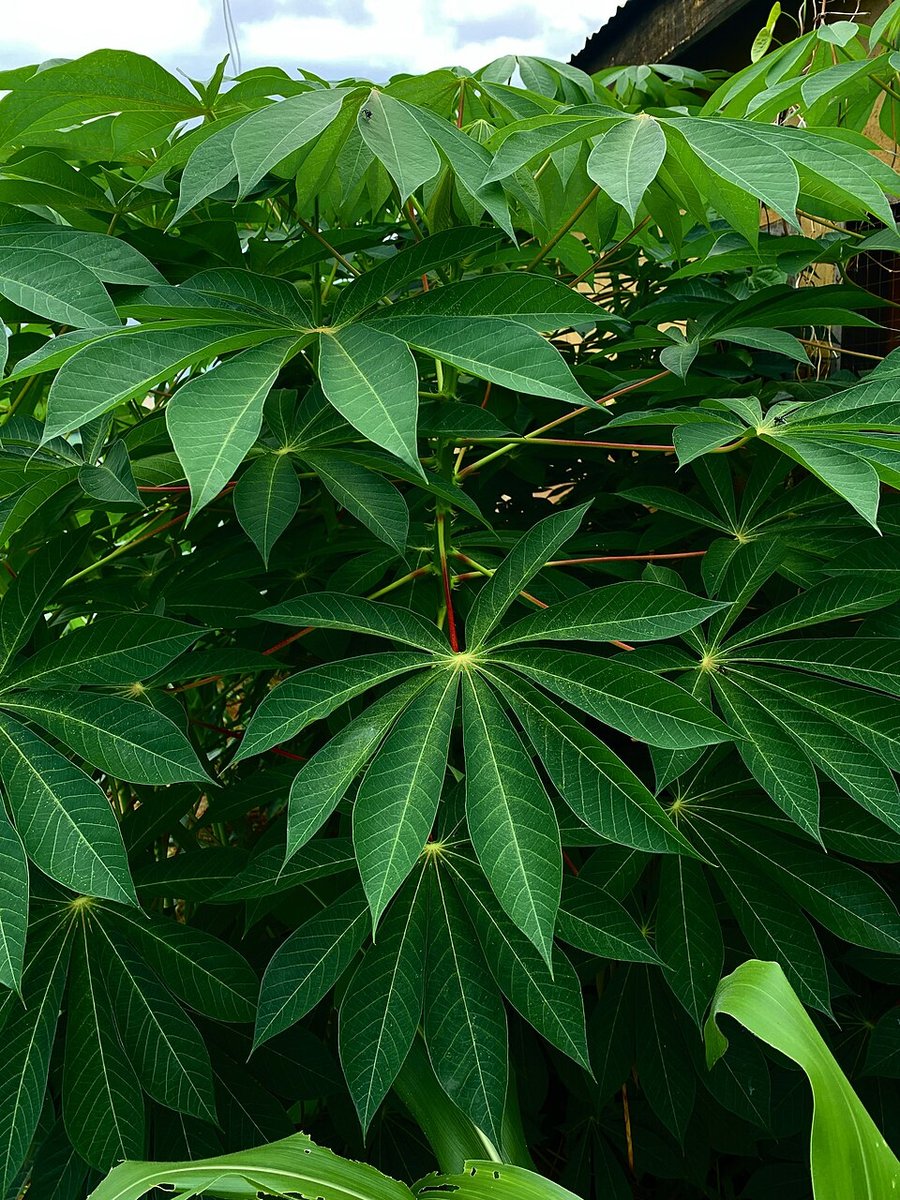Feuilles de manioc (Manihot esculenta)
