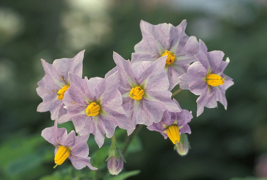 Fleurs de pomme de terre (Solanum tuberosum)