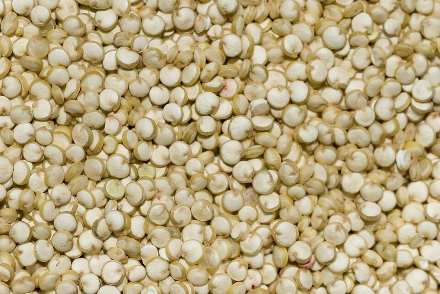 Graines de quinoa, Chenopodium quinoa