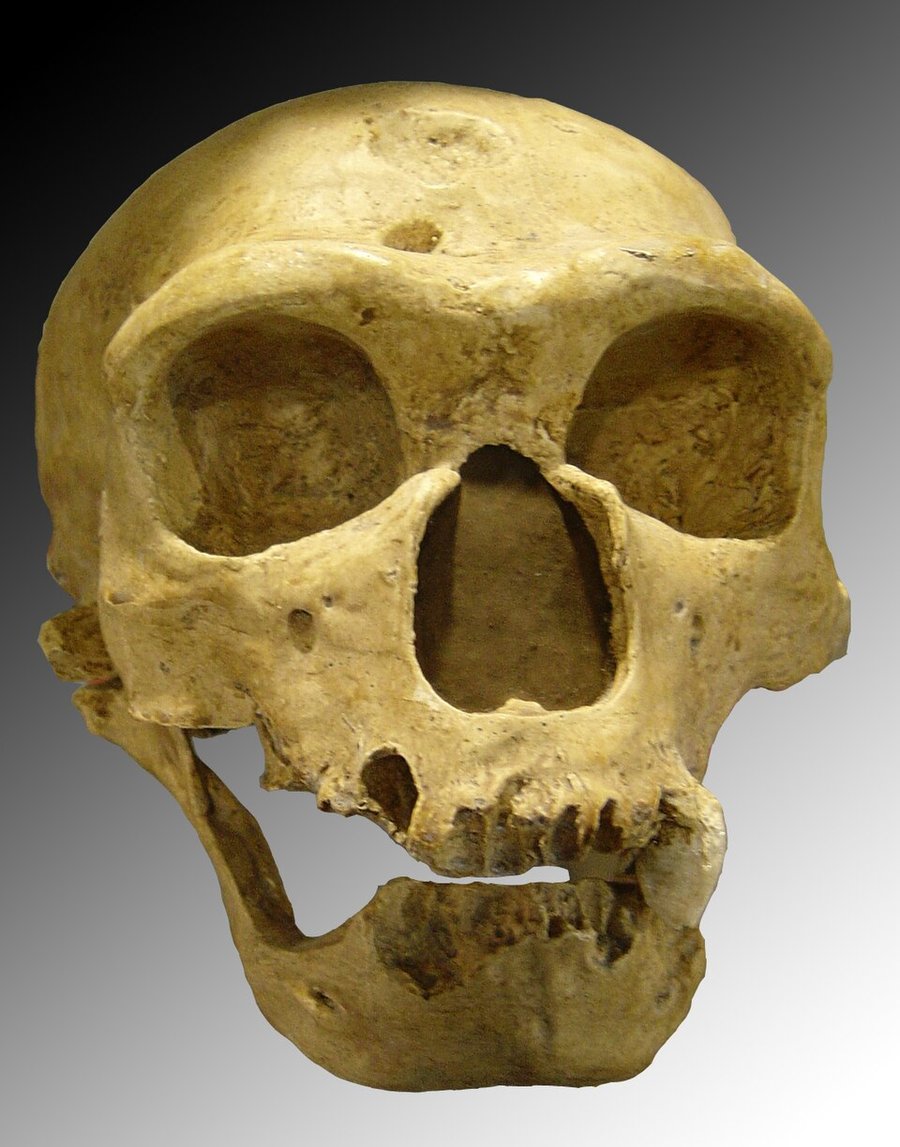 Reconstitution d'un crane de Neandertal
