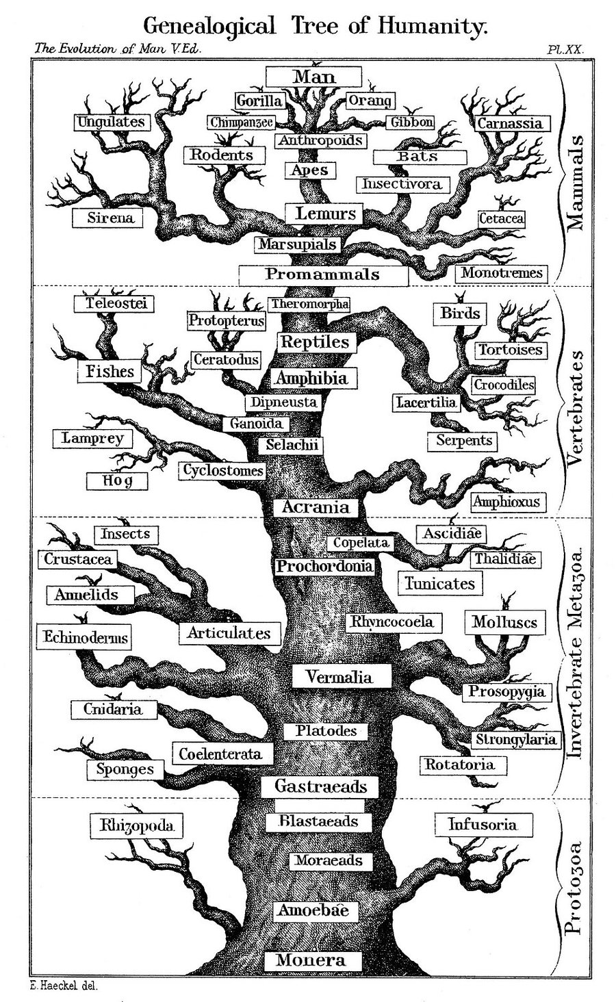 Schema de l'evolution humaine