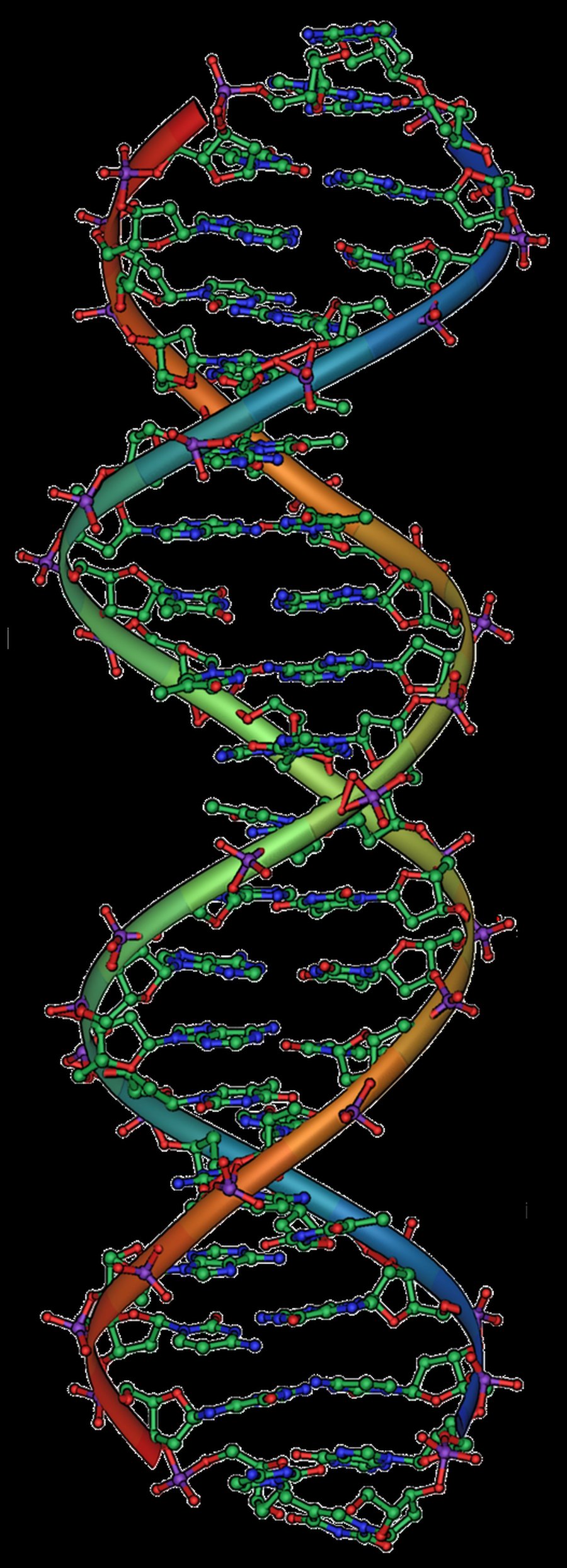 Schema de la structure de l'ADN