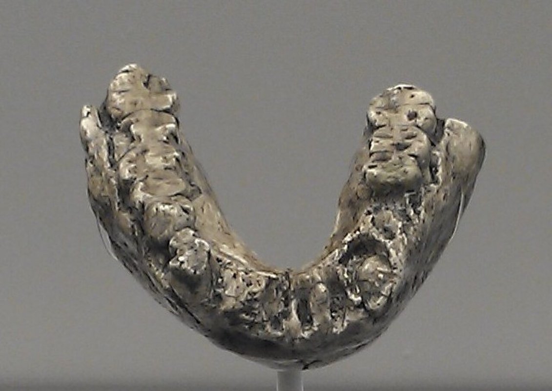 Réplique du crâne LH 4 d'Australopithecus afarensis