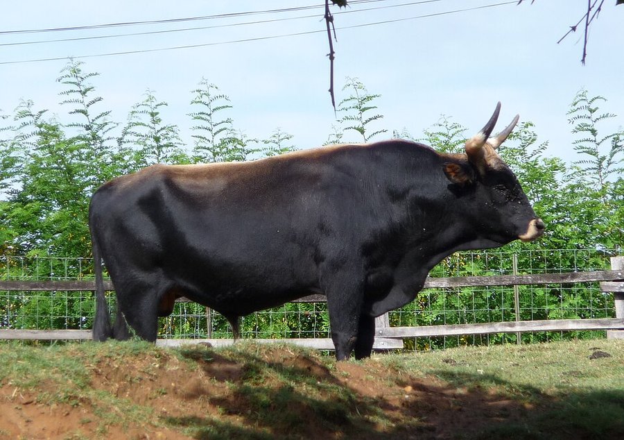 Aurochs, boeuf sauvage ancetre du betail domestique
