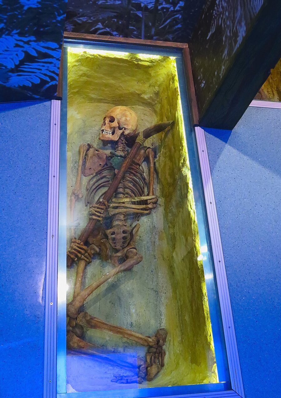 Squelette neolithique en musee archeologique