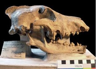 Crane de loup des cavernes Canis lupus spelaeus, specimen du Pleistocene superieur