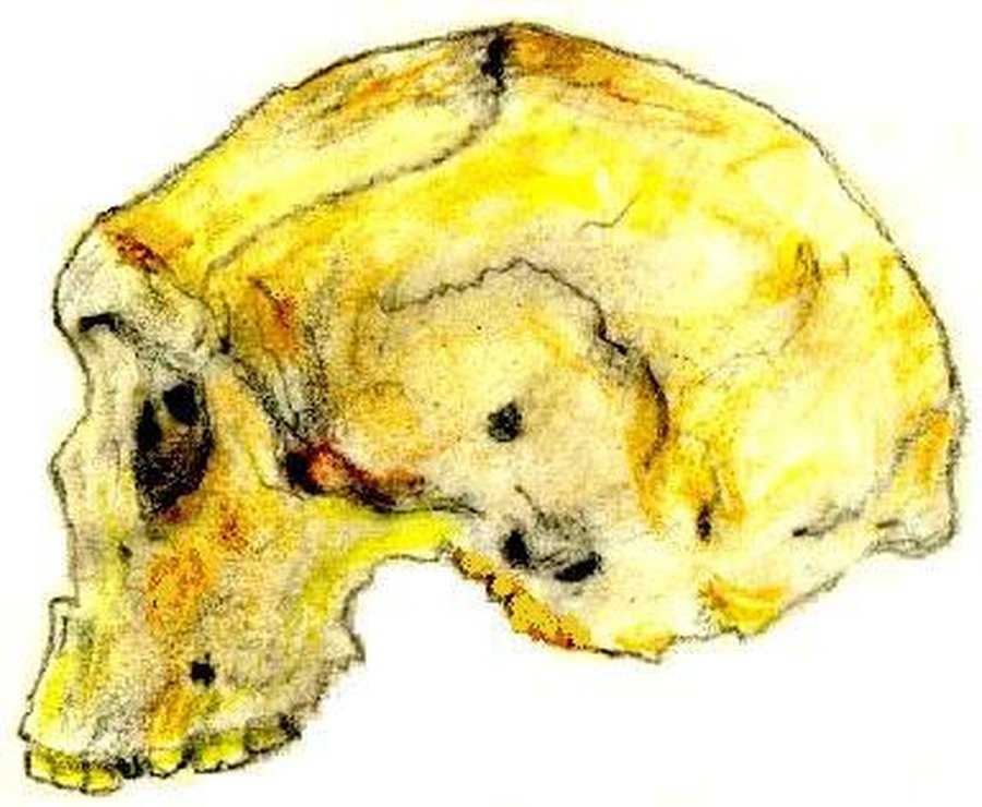 Crane d'Homo rhodesiensis