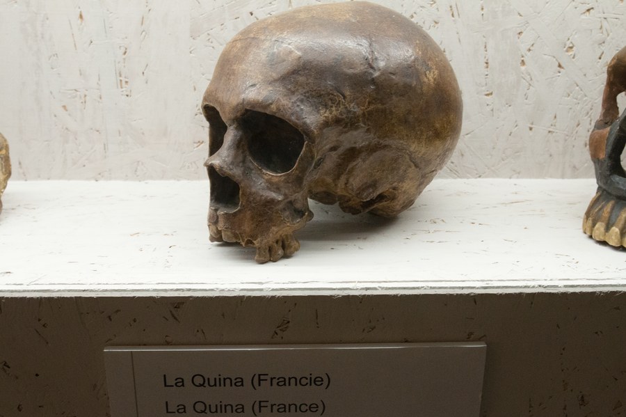 Crane neandertalien de La Quina, Charente