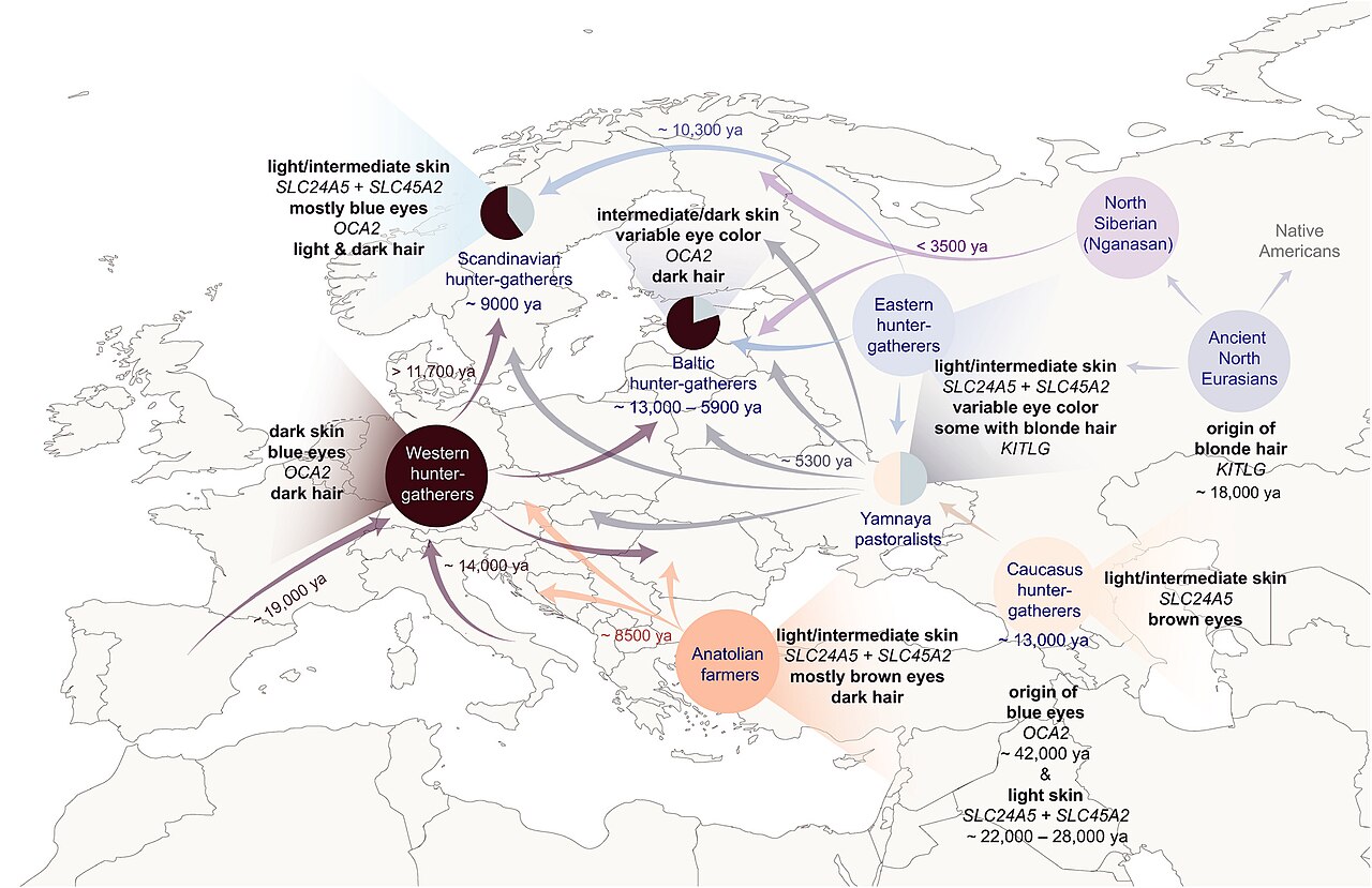 Analyse archéogénétique de la pigmentation en Europe