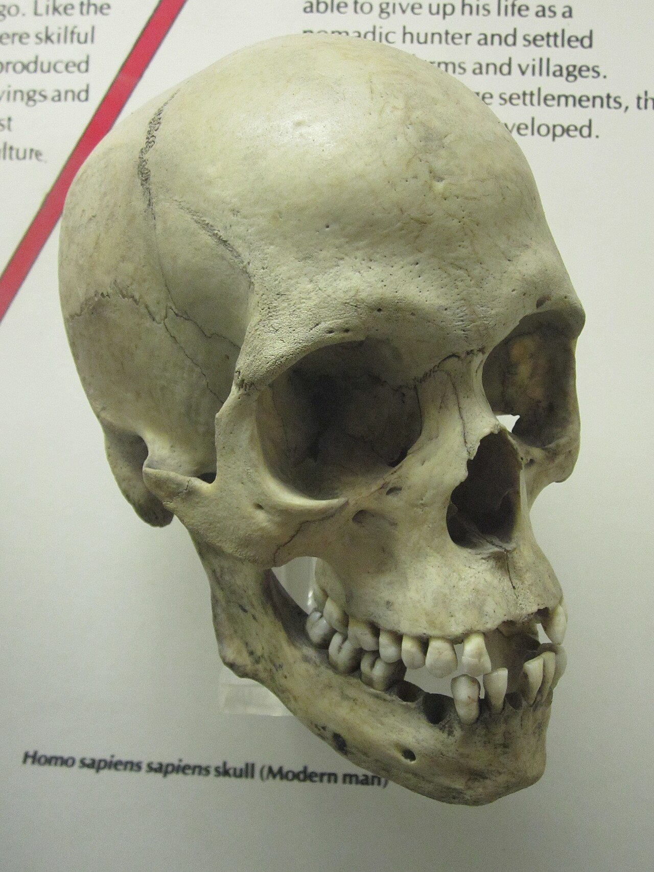Reconstitution d’un Homo sapiens