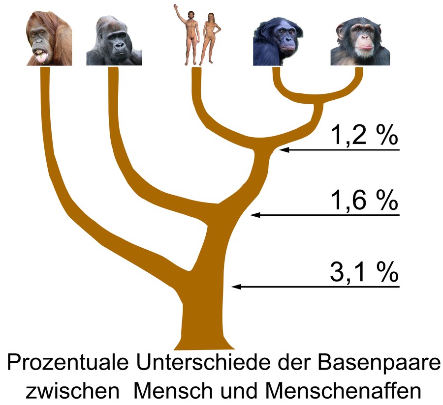 Phylogenetic tree of Hominidae showing evolutionary relationships