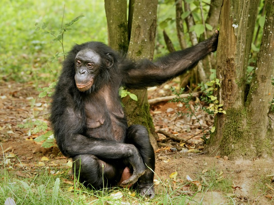 Female bonobo, Pan paniscus