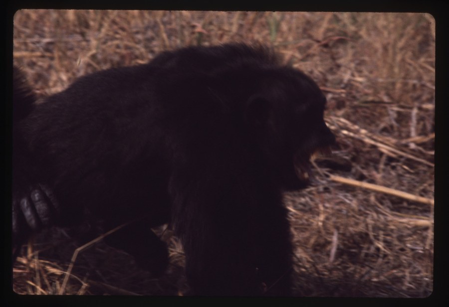 Chimpanzee baring teeth, facial expression similar to laughter