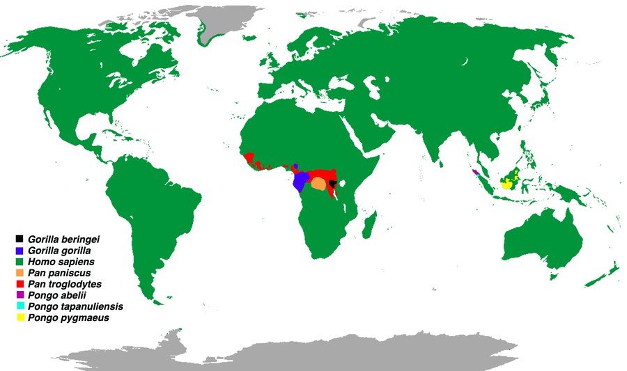 Geographic distribution map of great apes in Africa and Asia